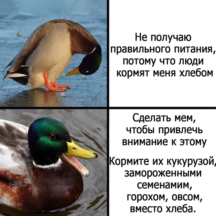 Smart meme - Memes, Duck, Picture with text