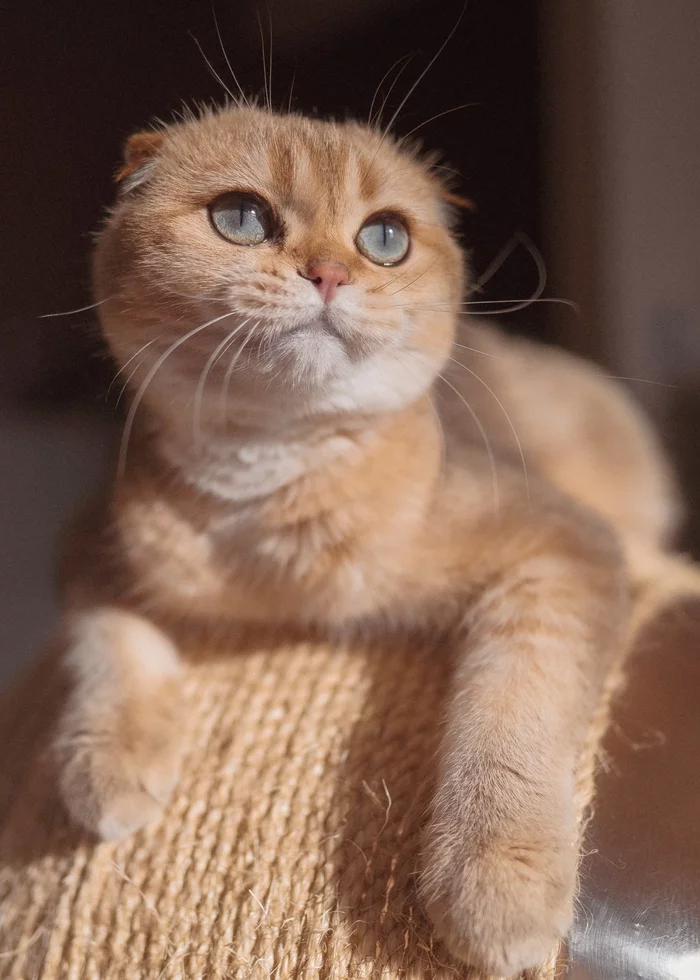 Lulu 1yo - My, Scottish lop-eared, Sony A7, Longpost, cat