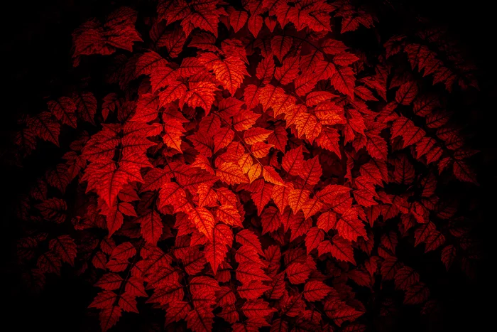 Red on black - My, Leaves, Shadow, Red, Black, The photo, Night, Patterns