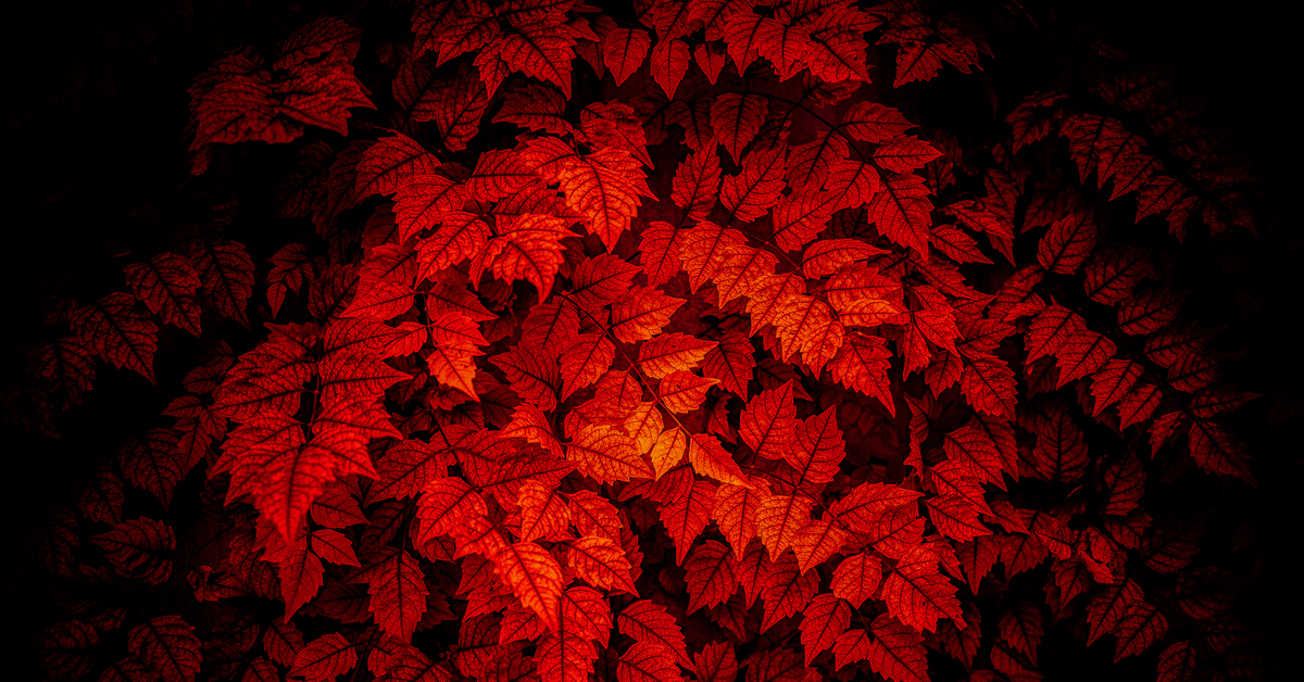 Leaves light on. Красные листья на черном фоне. Красные листья обои. Красное и черное. Красные листья на темном фоне.