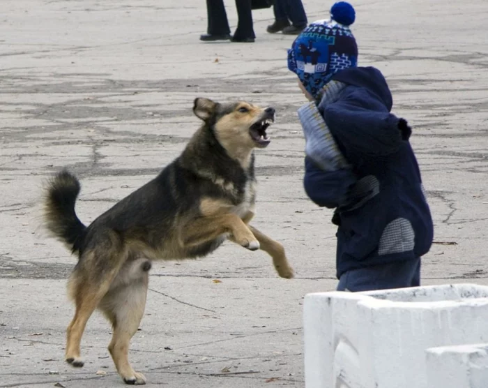 Voronezh killers - Dogs and people, Negative, Problem, news, Voronezh, Homeless animals, Dog, Dog attack, , A complaint