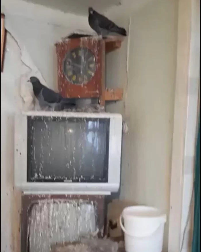 Okhlomon from Pervouralsk got tired of loneliness and he fucking got 20 pigeons in his shabby one-room apartment - Pigeon, Crazy, Video, Longpost