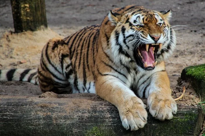 And a friendly smile. And kind eyes))) - Tiger, Amur tiger, Big cats, Smile, Positive, Milota, Redheads, Fluffy, Cat family, The photo