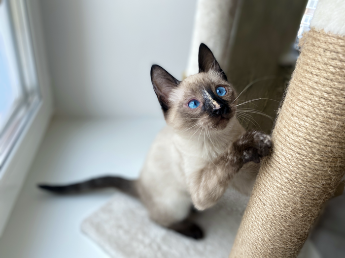 История Химеры (ищет добрые руки!)