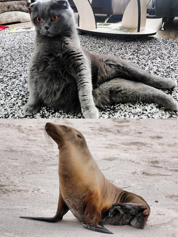 When a cat cosplays a cat - My, Grace, Fur seal, cat, Cosplay, Animals