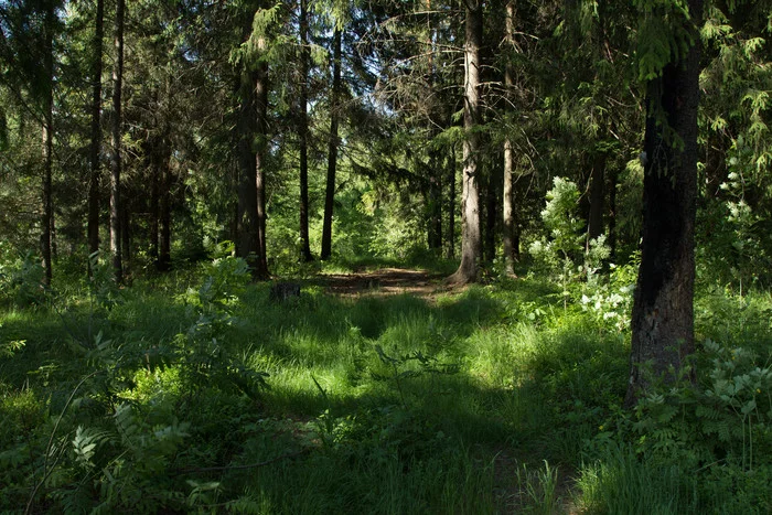 Forest Road - My, Forest, Road, Canon 600D, The photo