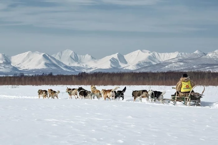 The main stage of the Beringia 2021 sled dog race has started in Kamchatka - Kamchatka, Dog sled, Race