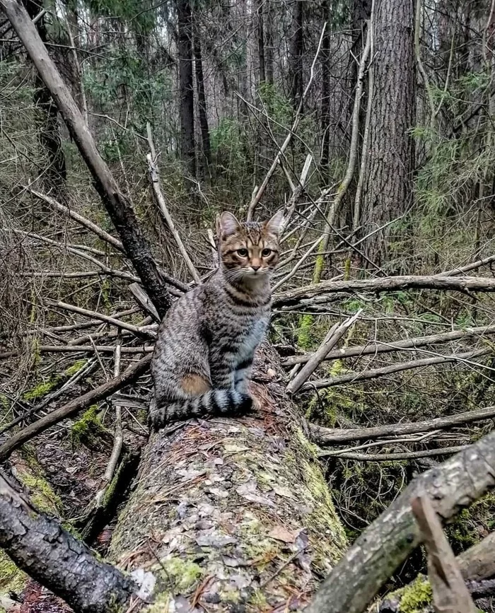 Кошки пермь. Пермский кот. Кот лес дайные шишки.