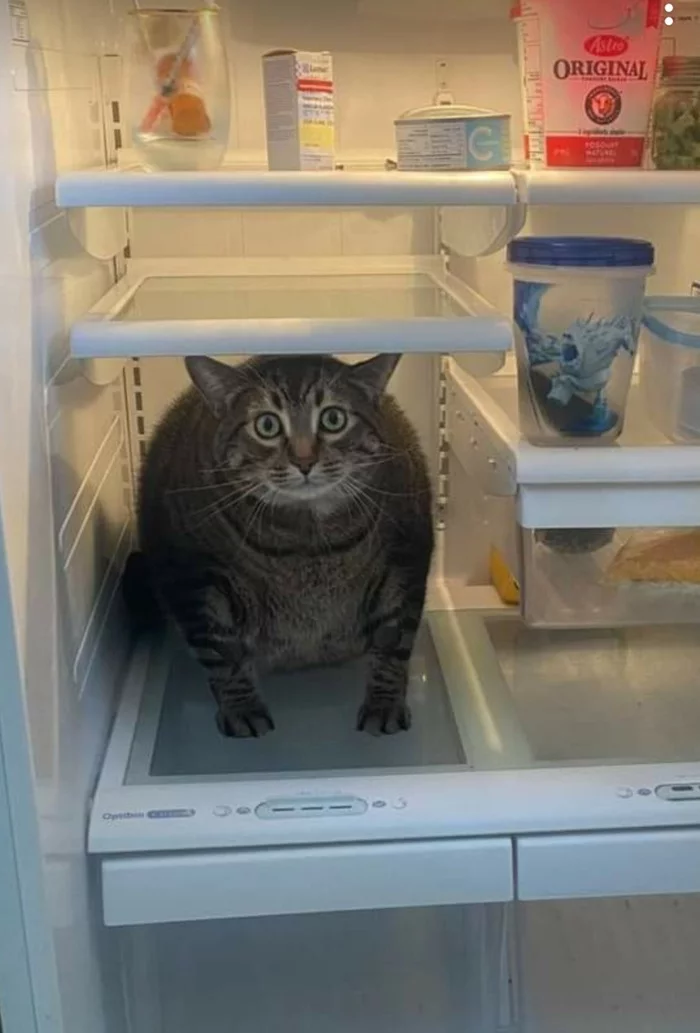 Caught! - Reddit, cat, Refrigerator, Fat cats