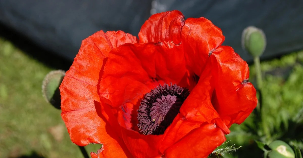 Декоративный мак купить. Мак Восточный (Papaver orientale). Мак Восточный Harlem. Мак Восточный махровый многолетний.