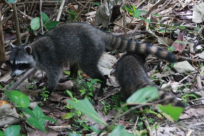 Коста Рика (декабрь 2019) Коста-Рика, Путешествия, Длиннопост