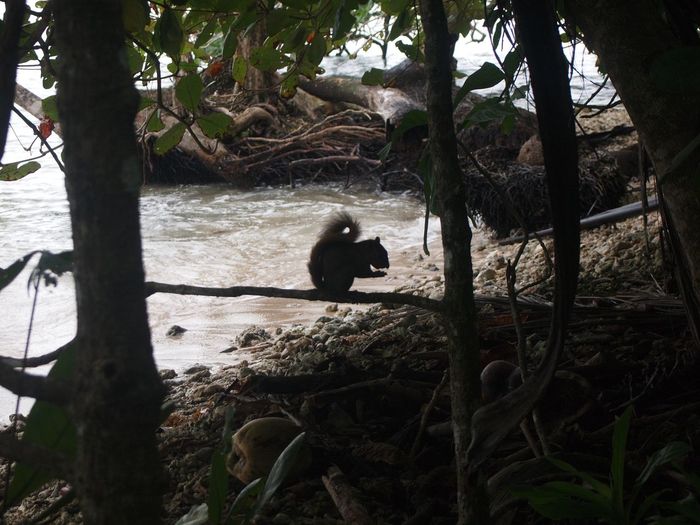 Коста Рика (декабрь 2019) Коста-Рика, Путешествия, Длиннопост