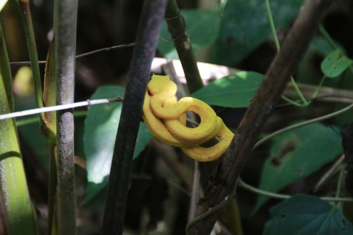 Коста Рика (декабрь 2019) Коста-Рика, Путешествия, Длиннопост