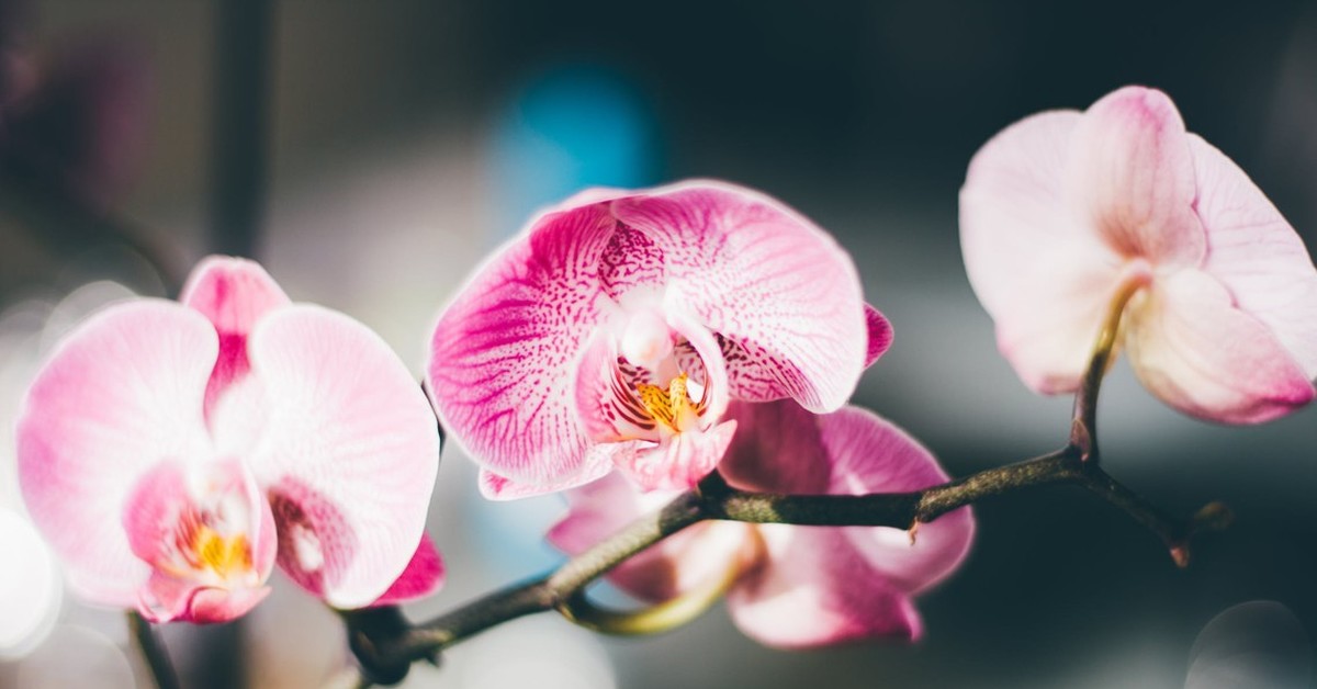 Фото Орхидеи Крупным Планом В Хорошем Качестве
