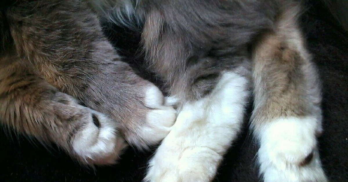 Мохнатенькие лапки. Лохматые лапки котика. Пушистые лапки Дема. Мохнатая лапа. Большие пушистые лапы на руки.