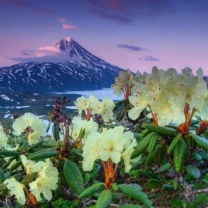 Pink sunset - Rhododendron, Vilyuchinsky volcano, Kamchatka, The nature of Russia, Travel across Russia, Tourism, The photo, Sunset