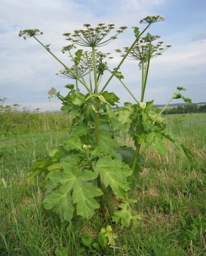 Hogweed. Epic battle... - My, Hogweed, Burn, Summer, Dacha, Juice, Longpost, Life stories, Negative