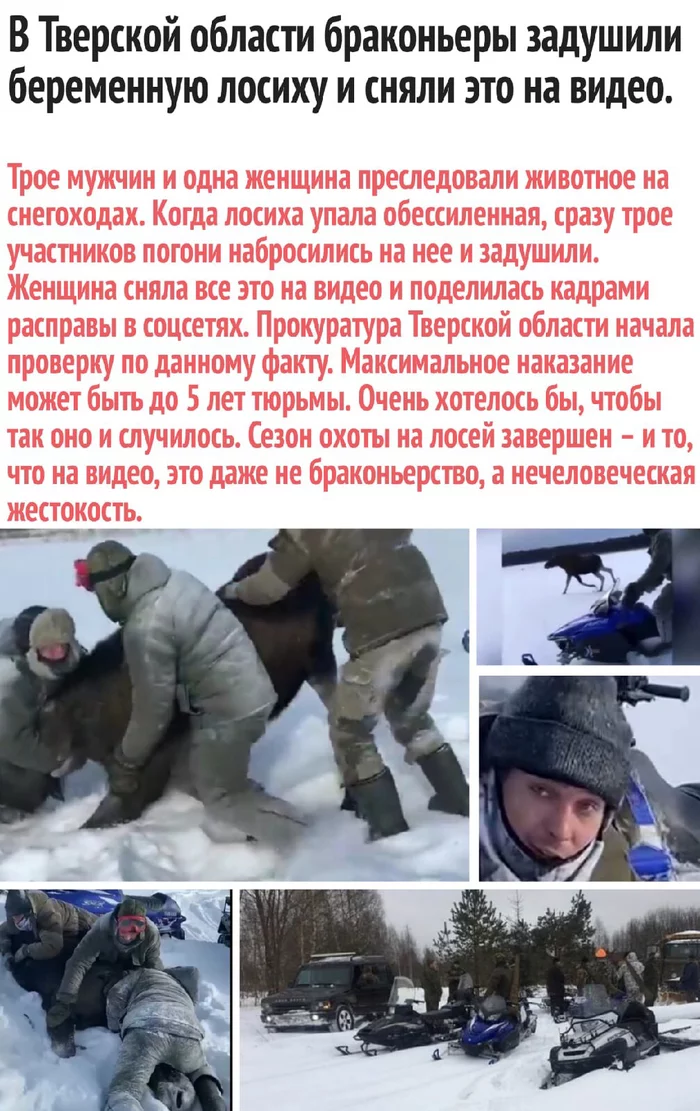 Wonderful people - Elk, Poachers, Animal abuse, Killing an animal, Tver region, Negative