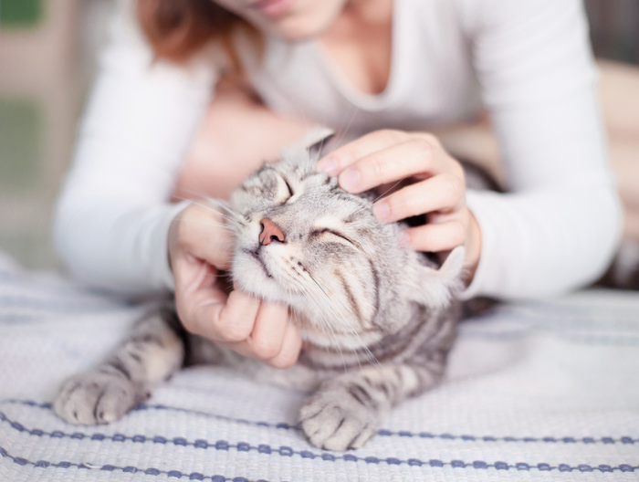 Что сегодня делала кошка. Смотреть фото Что сегодня делала кошка. Смотреть картинку Что сегодня делала кошка. Картинка про Что сегодня делала кошка. Фото Что сегодня делала кошка