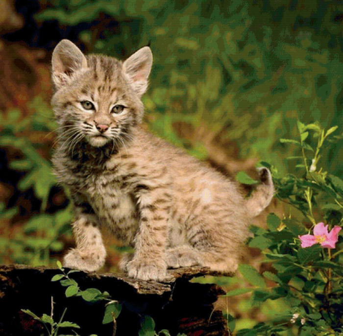 Что сегодня делала кошка. Смотреть фото Что сегодня делала кошка. Смотреть картинку Что сегодня делала кошка. Картинка про Что сегодня делала кошка. Фото Что сегодня делала кошка