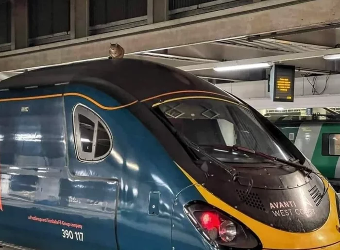 London train delayed after cat climbed on roof - London, A train, Flight delay, cat, news