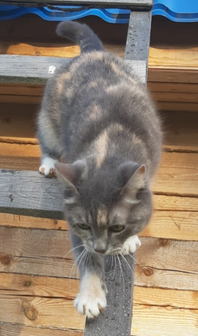 St. Petersburg: a cat jumped out of the car - Saint Petersburg, Tricolor cat, Cat lovers, Motorists, Driver, Attention, Help me find, Social networks, , No rating, Longpost, cat, Lost cat