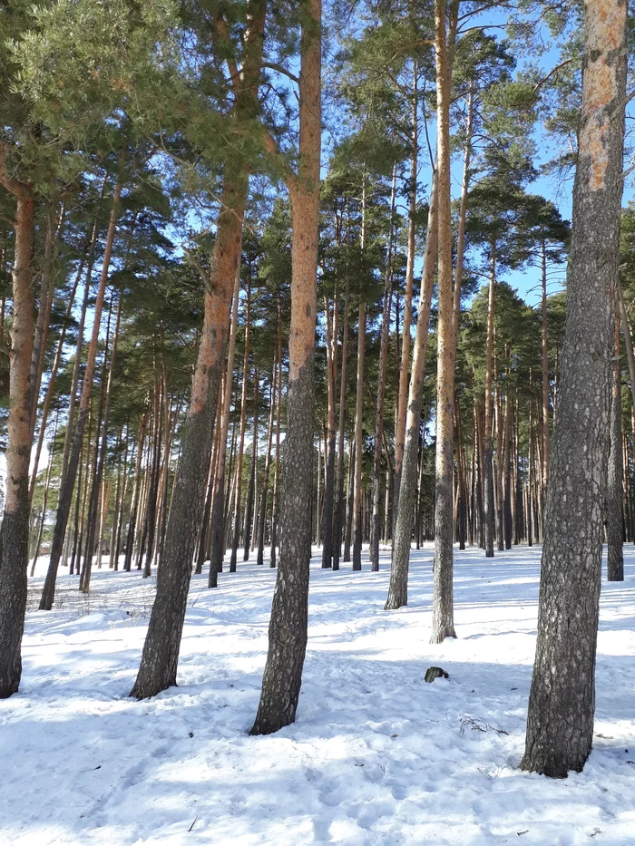 Весна в сосновом бору - Моё, Сосна, Лес, Прогулка, Весна, Длиннопост