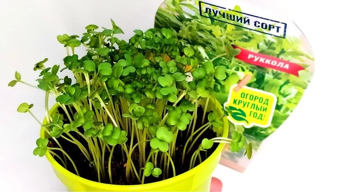 Microgreens from Fix Price Growing Kits “Grow Me” - My, Microgreens, Plants, Greenery, Arugula, Video