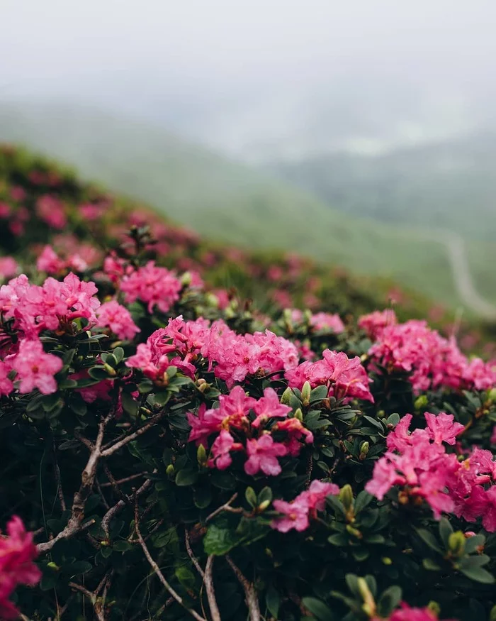 The same chervona rue in the Carpathians - The photo, Carpathians, The mountains, Flowers, Nature, beauty of nature, beauty, Rhododendron