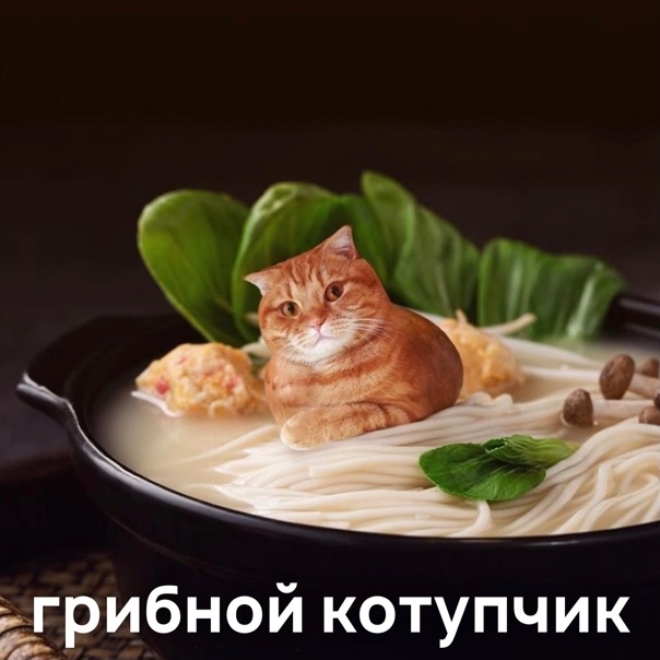 Немного наркомании - Кот, Абсурд, Странный юмор, Длиннопост, Photoshop, Картинка с текстом