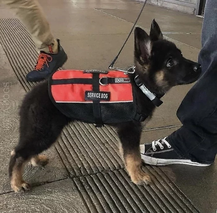 Brave service dogs - Dog, Police, Rescuers, Puppies, Longpost