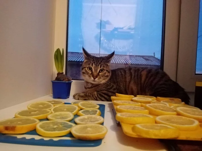 lemon keeper - My, cat, Mobile photography, Lemon, The photo