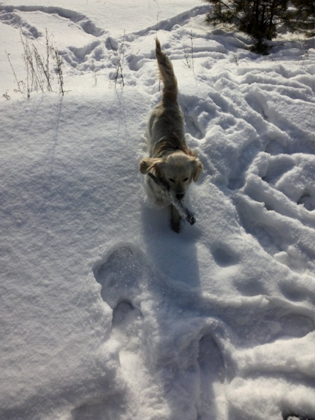 Lada and me - My, Dog, Mestizo, Spaniel, Training, Upbringing, Longpost