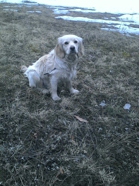 Lada and me - My, Dog, Mestizo, Spaniel, Training, Upbringing, Longpost