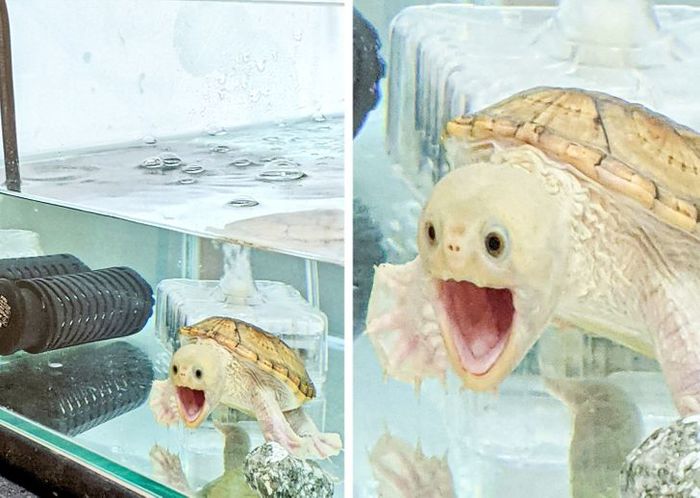 Улыбчивая черепаха