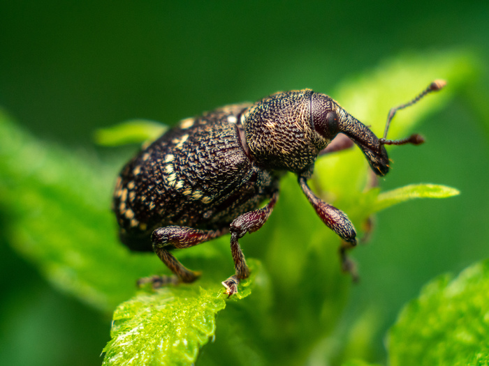    - Hylobius pinastri - Pine Weevil , , Olympus, Olympus OMD em-10 Mark II, , 