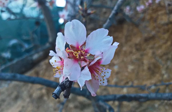 Smelled of spring - My, Spring, Crimea, beauty of nature, Joy, Good mood, Bloom