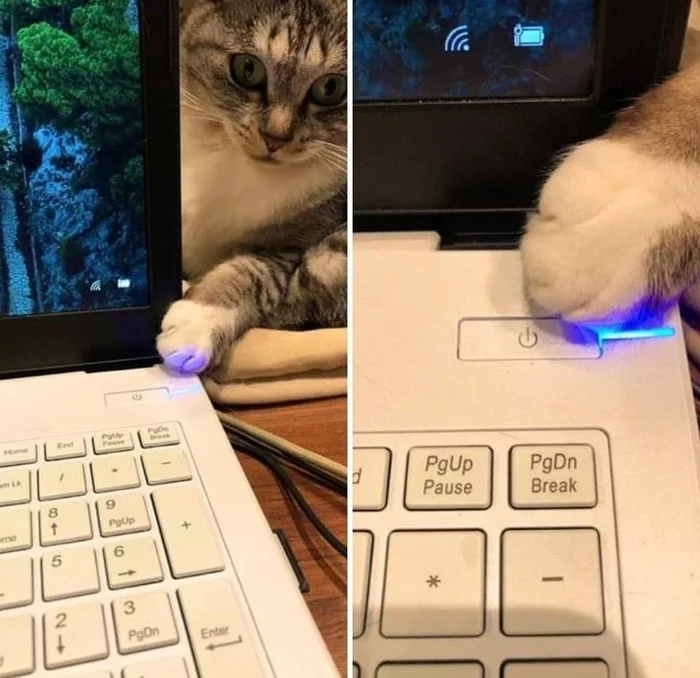 You're keeping your job, aren't you? - cat, Computer, Notebook, On-off button