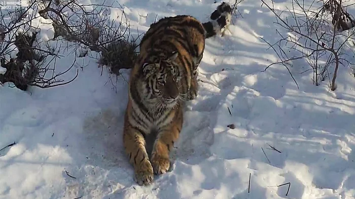 Tigress Sanda has successfully completed a course of rehabilitation and training in hunting skills and is ready for an independent life! - Tiger, Big cats, Wild animals, Amur tiger, Amur region, Animal Rescue, Rare animals, Primorsky Krai, , Дальний Восток, Alekseevka, Tiger Center, Longpost, Rare view
