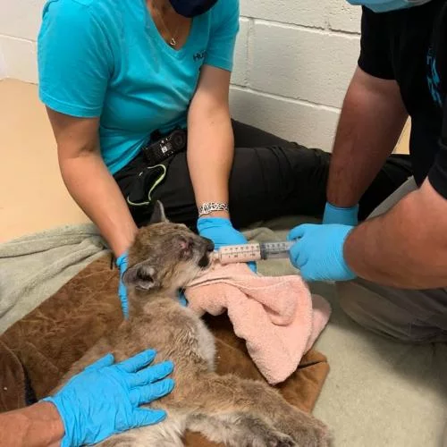 Cougar Kitten Rescue - Puma, Kittens, Animal Rescue, Wild animals, USA, California, Rescuers, Orphans, Forest fires, Animals, Small cats, Young, Longpost