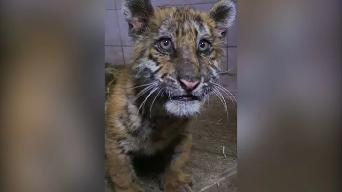 Red Book Bengal tiger cub rescued in Moscow - Tiger, Bengal tiger, Tiger cubs, Big cats, Animal Rescue, Rare animals, Red Book, Animal protection, , Moscow, Bad people, Criminal case, Animals, Longpost, Rare view