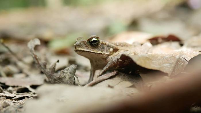 Toad - Toad, Amphibian, Animals