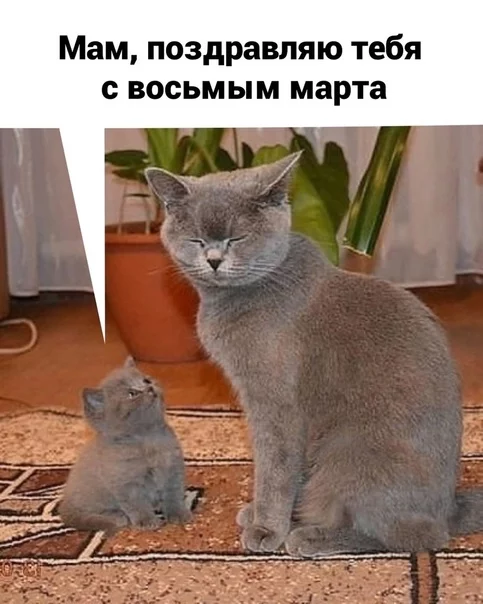 Mothers on March 8 - Kittens, Children, March 8 - International Women's Day, Longpost, cat, Picture with text, Humor