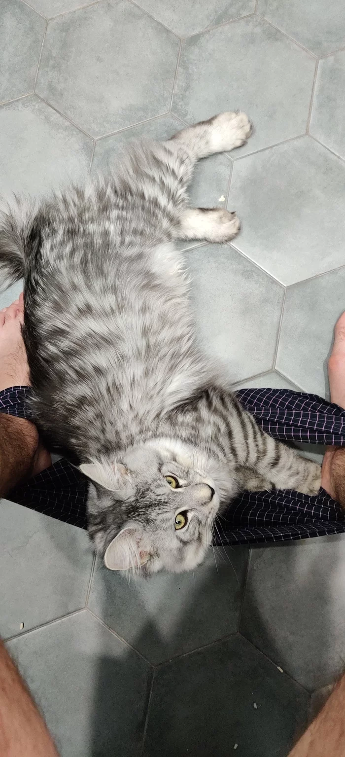 Завел кота ради поста на Пикабу 2 - Моё, Кот, Мейн-кун, Длиннопост
