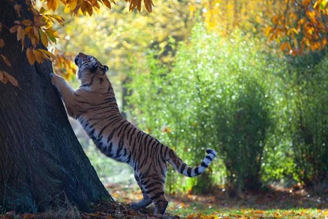 The beast doesn’t care what they call it, but for people it’s important - Tiger, Big cats, Amur tiger, Names, Interview, Дальний Восток, Rare view, Interesting, Video, Longpost