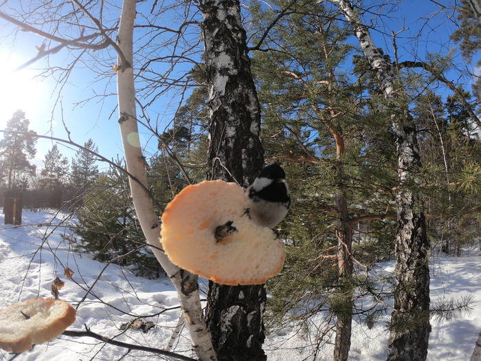 This is my booty - My, Birds, Winter, Nature, Russia, The photo, Forest