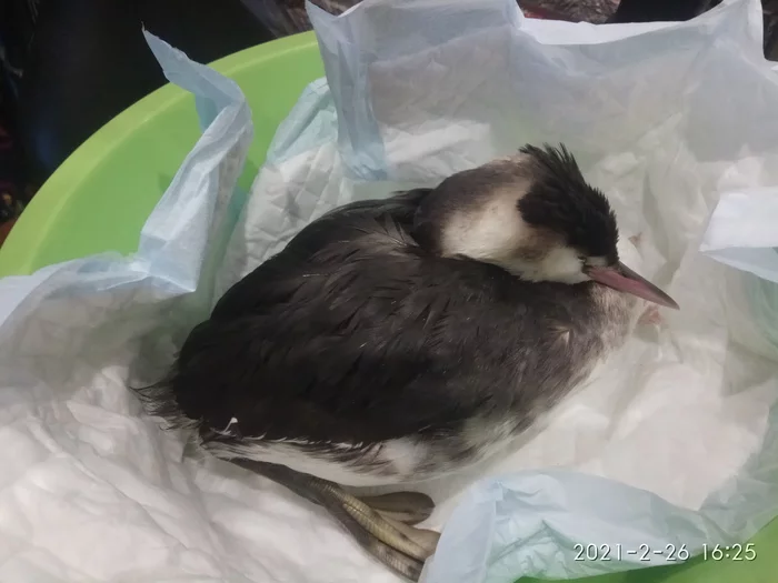 Great Grebe - My, Chomga, Ornithology, Video, Birds, Animal Rescue, Need advice