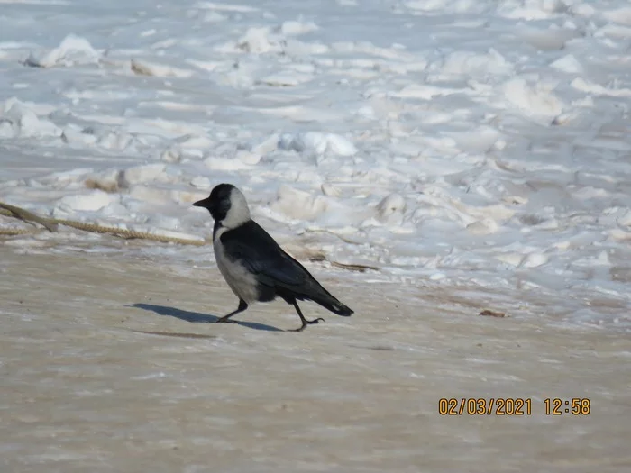 The Daurian jackdaw is the messenger of spring on Olkhon. Birding from EcoGrad - Olkhon, Baikal, Ryabtsev, Nature, Ecology, Birds, Video