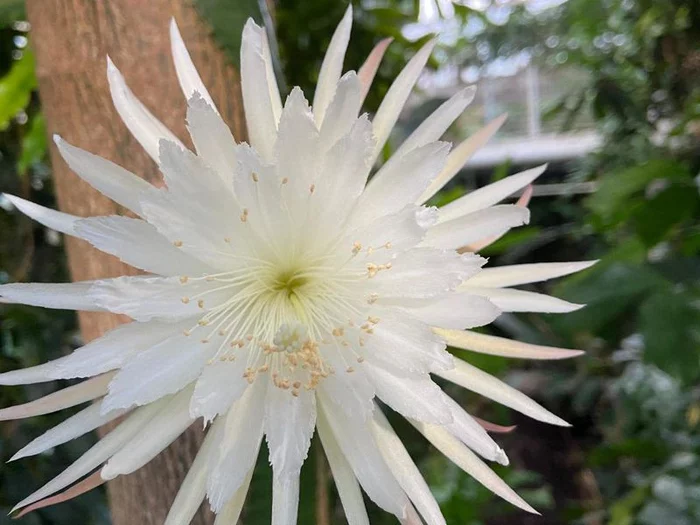 More than 400 thousand people watched the blooming of a rare cactus online - Plants, Blooming cacti, Cactus, Liana, Rare view, Queen of the Night, Exotic plants, Bloom, Flowers, Great Britain, Botanical Garden, Cambridge, University, Nature, Video, Longpost