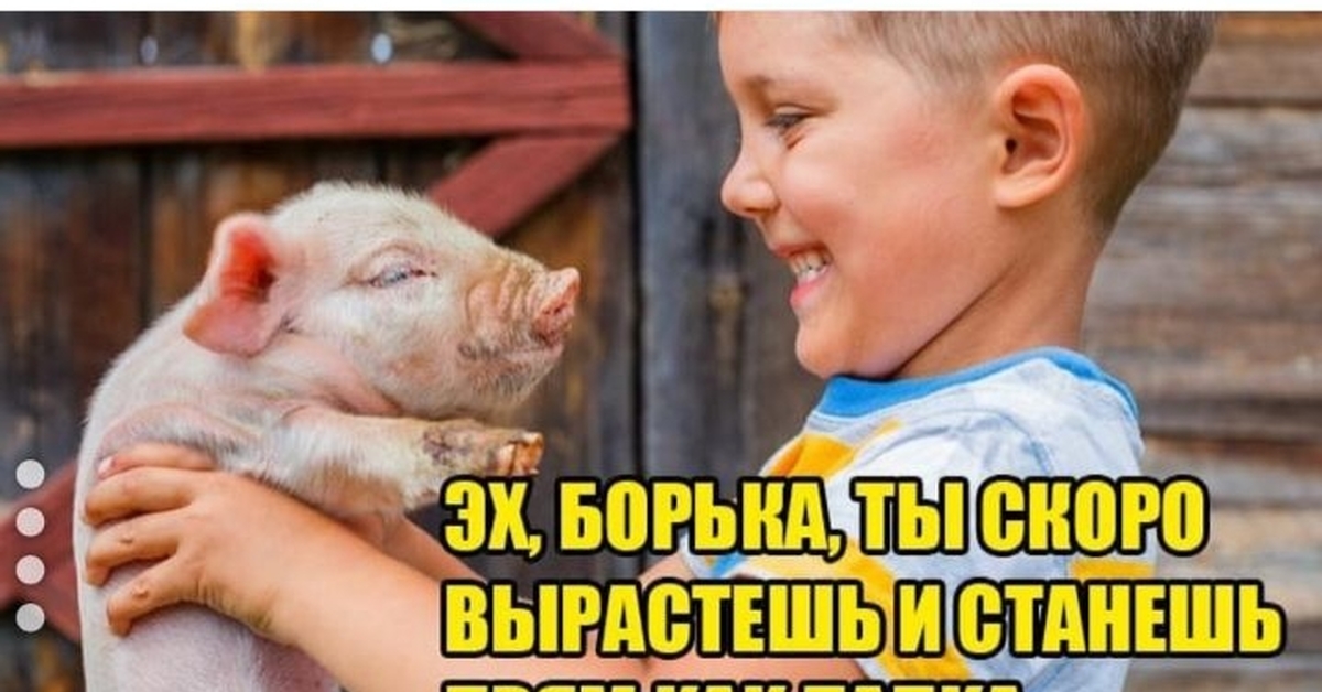 Дни житейские. Любовь свиней. К свиньям есть доброта. Картинка добро пожаловать к свиньям в дом.